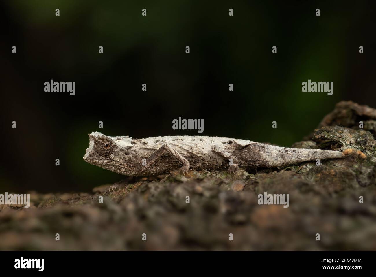 Feuille plaquée chameleon - Brookesia stumpffi, petit lézard spécial des forêts et des buissons africains, endémique au nord-ouest de Madagascar. Banque D'Images