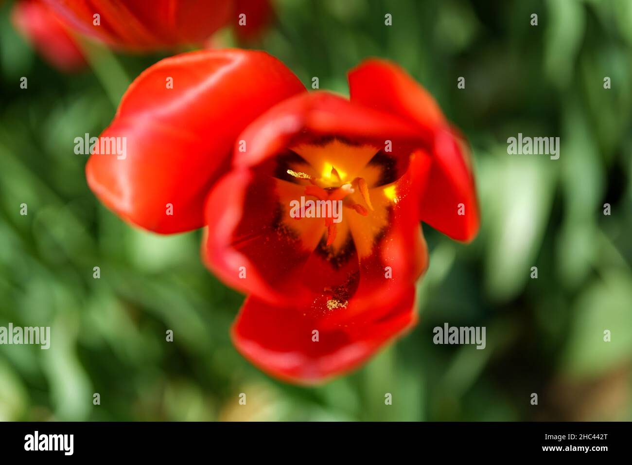 Vue de dessus d'une tulipe rouge avec un fond de jardin ensoleillé.Intérieur d'une tulipe jaune. Banque D'Images