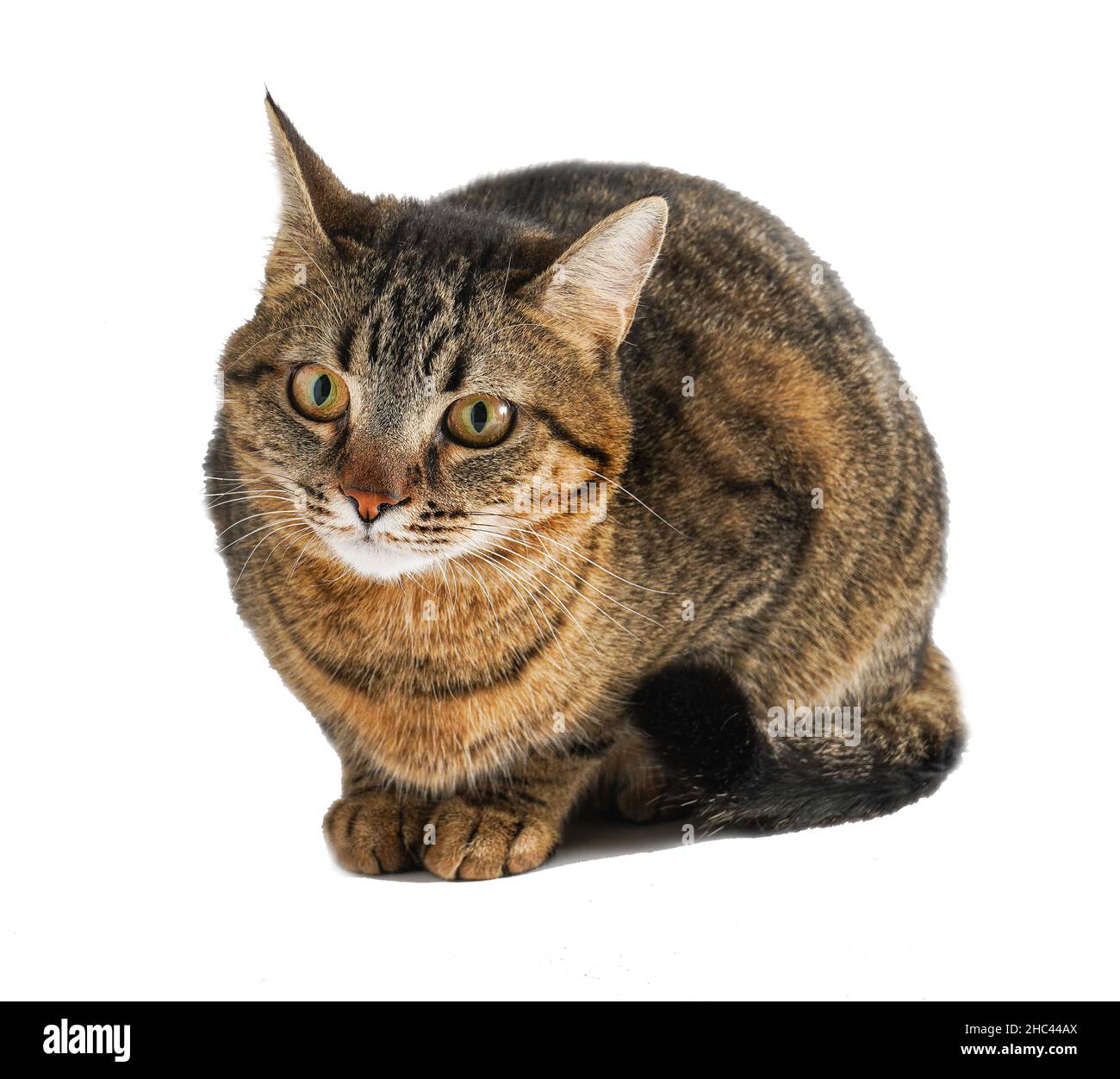 Le Chat Est Isole Sur Un Fond Blanc Un Jeune Chat Tortoiseshell Est Assis Animal De Compagnie Raye Au Gingembre Chat A Poil Court De La Race Europeenne La Simple Habituelle Photo Stock Alamy Le Chat Est Isole Sur Un Fond Blanc Un Jeune Chat Tortoiseshell Est Assis Animal De Compagnie Raye Au Gingembre Chat A Poil Court De La Race Europeenne La Simple Habituelle Photo Stock Alamy