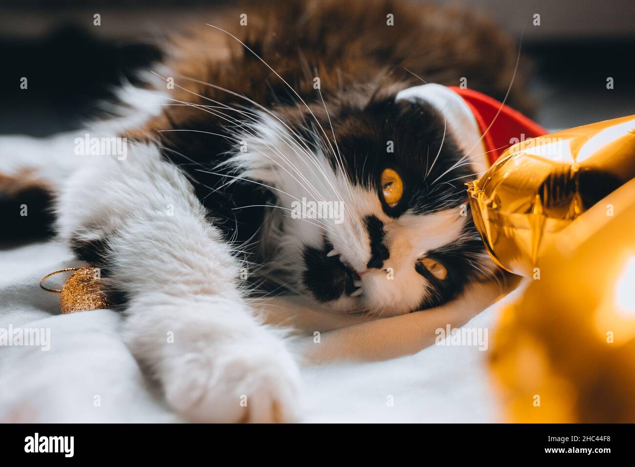 Cat Wearing Sweater Banque De Photographies Et D Images A Haute Resolution Alamy