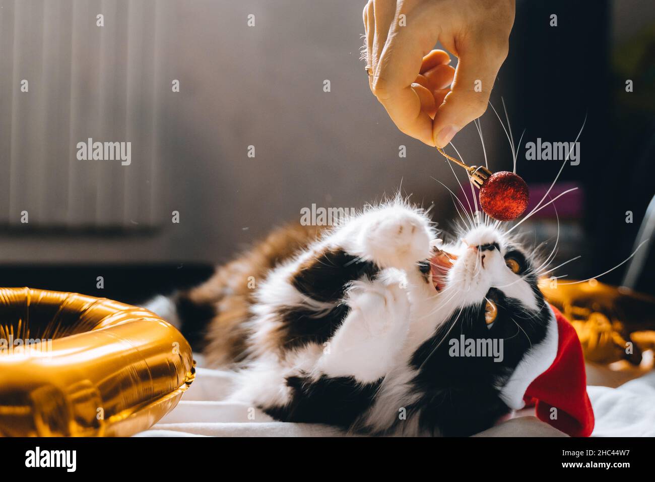 Chat noir mignon dans le chapeau rouge joue avec le ballon
