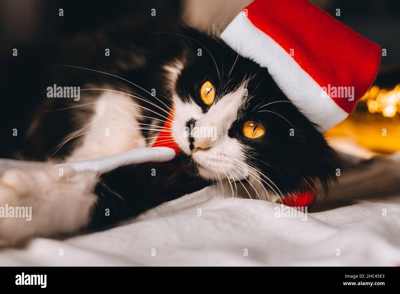 Cat Wearing Sweater Banque De Photographies Et D Images A Haute Resolution Alamy
