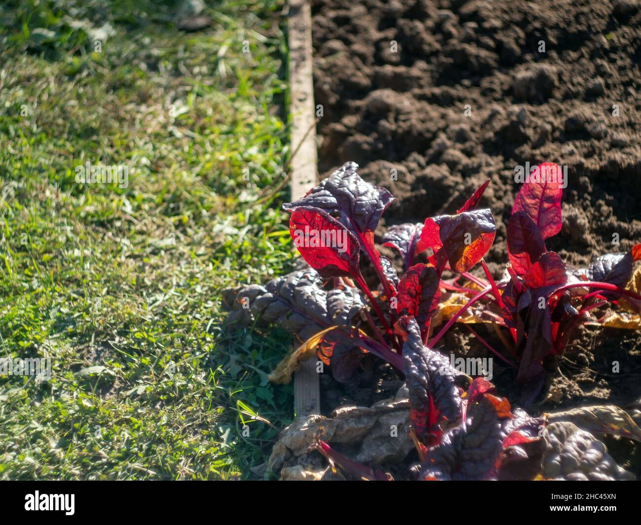 salade de verger sur le lit, en automne Banque D'Images