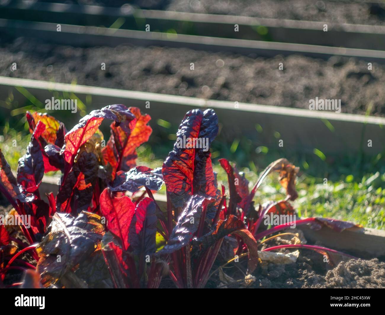 salade de verger sur le lit, en automne Banque D'Images