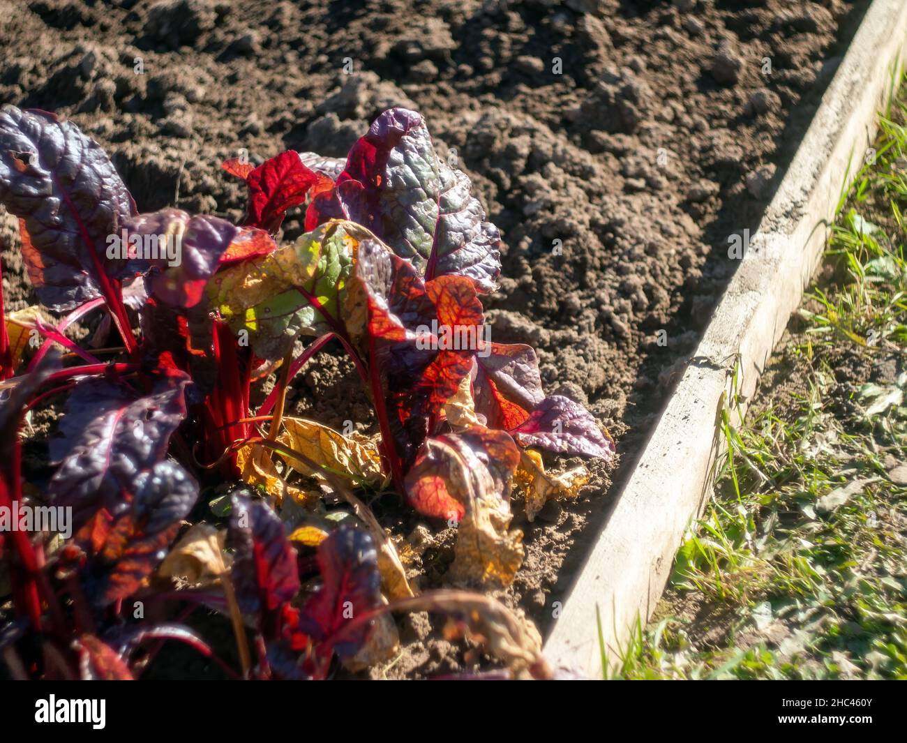 salade de verger sur le lit, en automne Banque D'Images