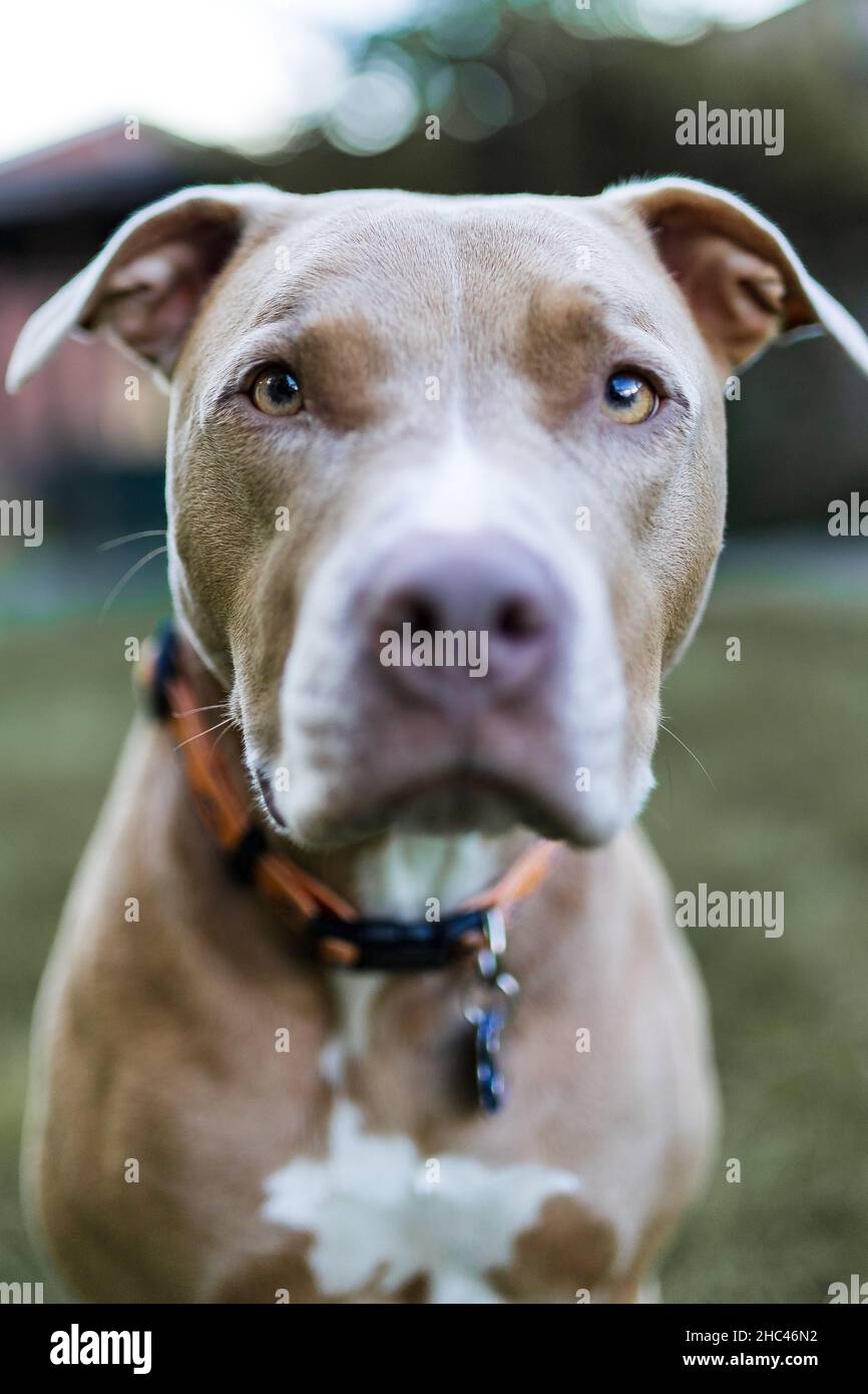 Portrait du Pit Bull Terrier américain marron et blanc Banque D'Images
