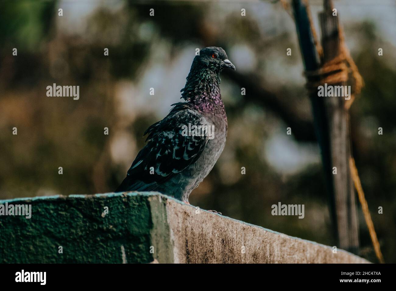 Sélective se concentrant sur un pigeon assis sur la terrasse. Banque D'Images