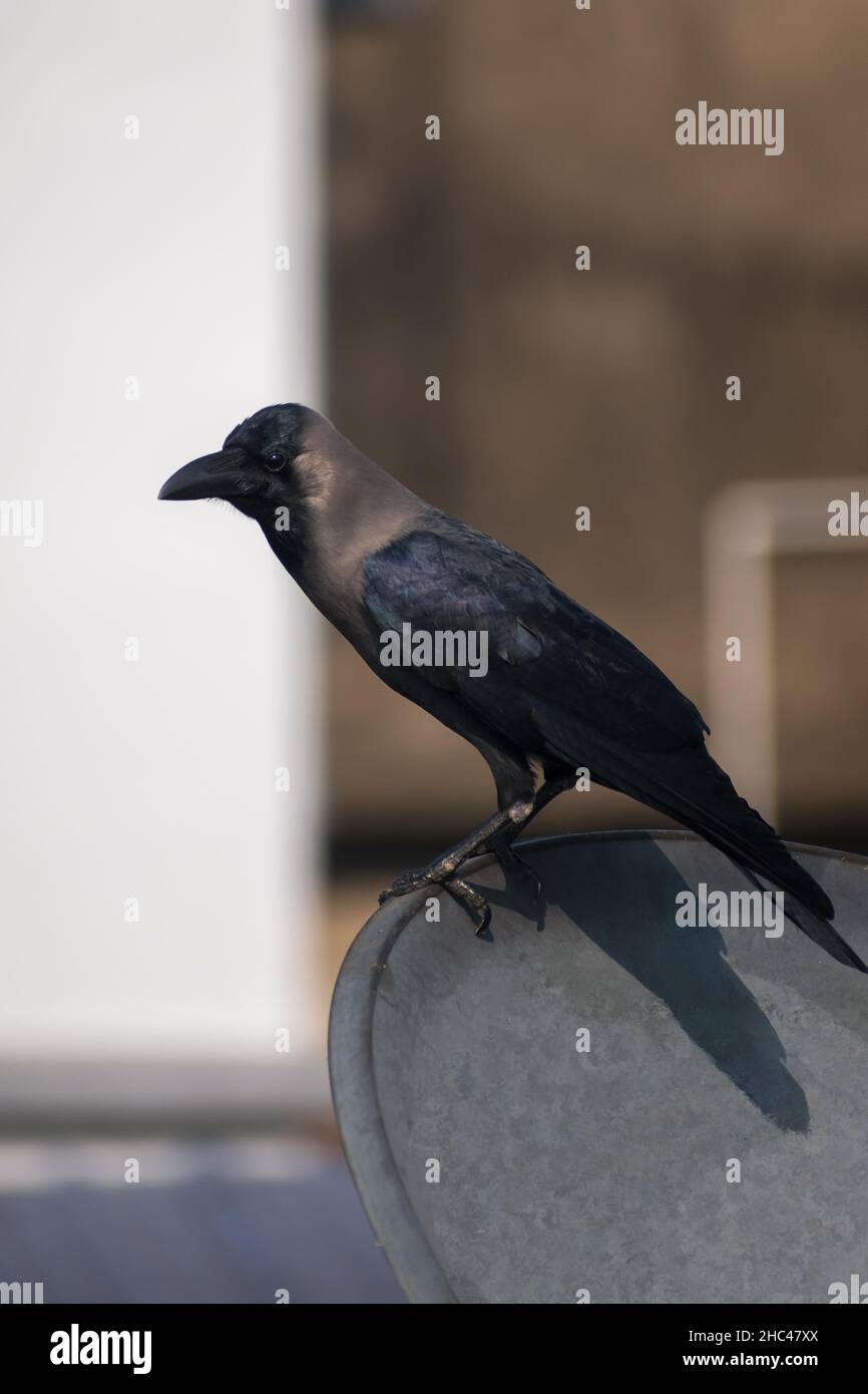 Corbeau noir assis sur la télé sur la terrasse Selective Focus Banque D'Images