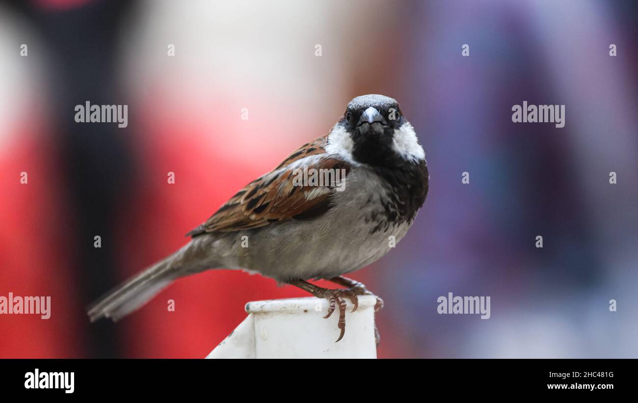 Indian Male Little Sparrow à la recherche de la caméra. Banque D'Images