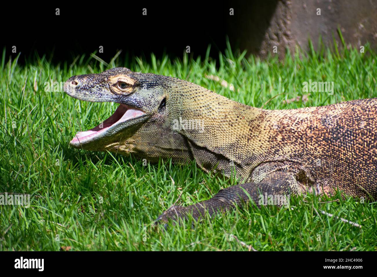 Gros plan d'un dragon de Komodo sur l'herbe Banque D'Images