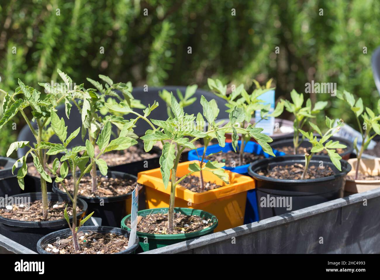 Jeunes plants de tomates de différents types, ayant grandi à partir de semences maintenant dans des pots individuels prêts à planter à Sydney, en Australie Banque D'Images