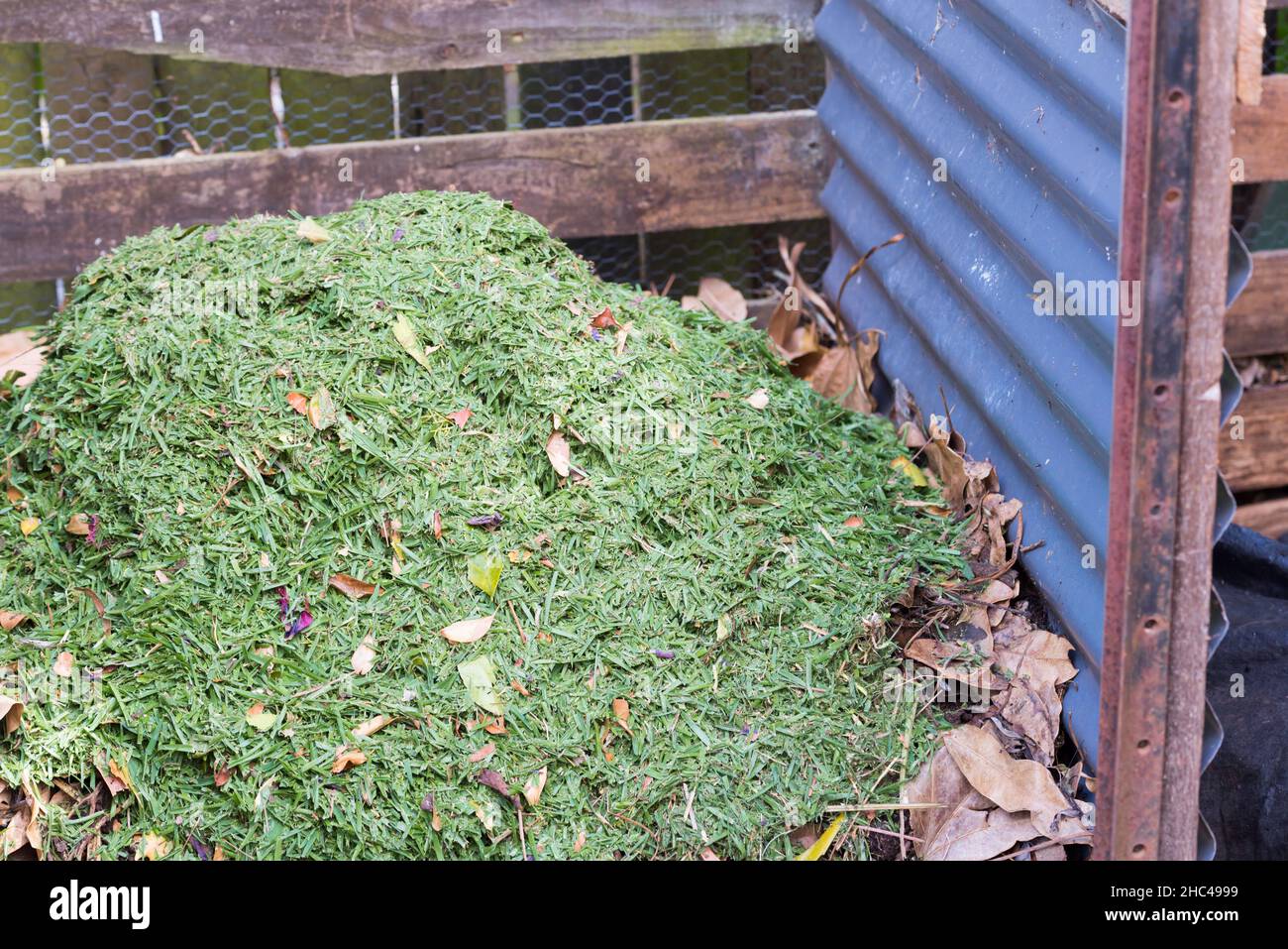 Herbe fraîchement coupée ajoutée à un grand tas de compost anaérobie (froid) à la maison dans une cour à Sydney, en Australie Banque D'Images