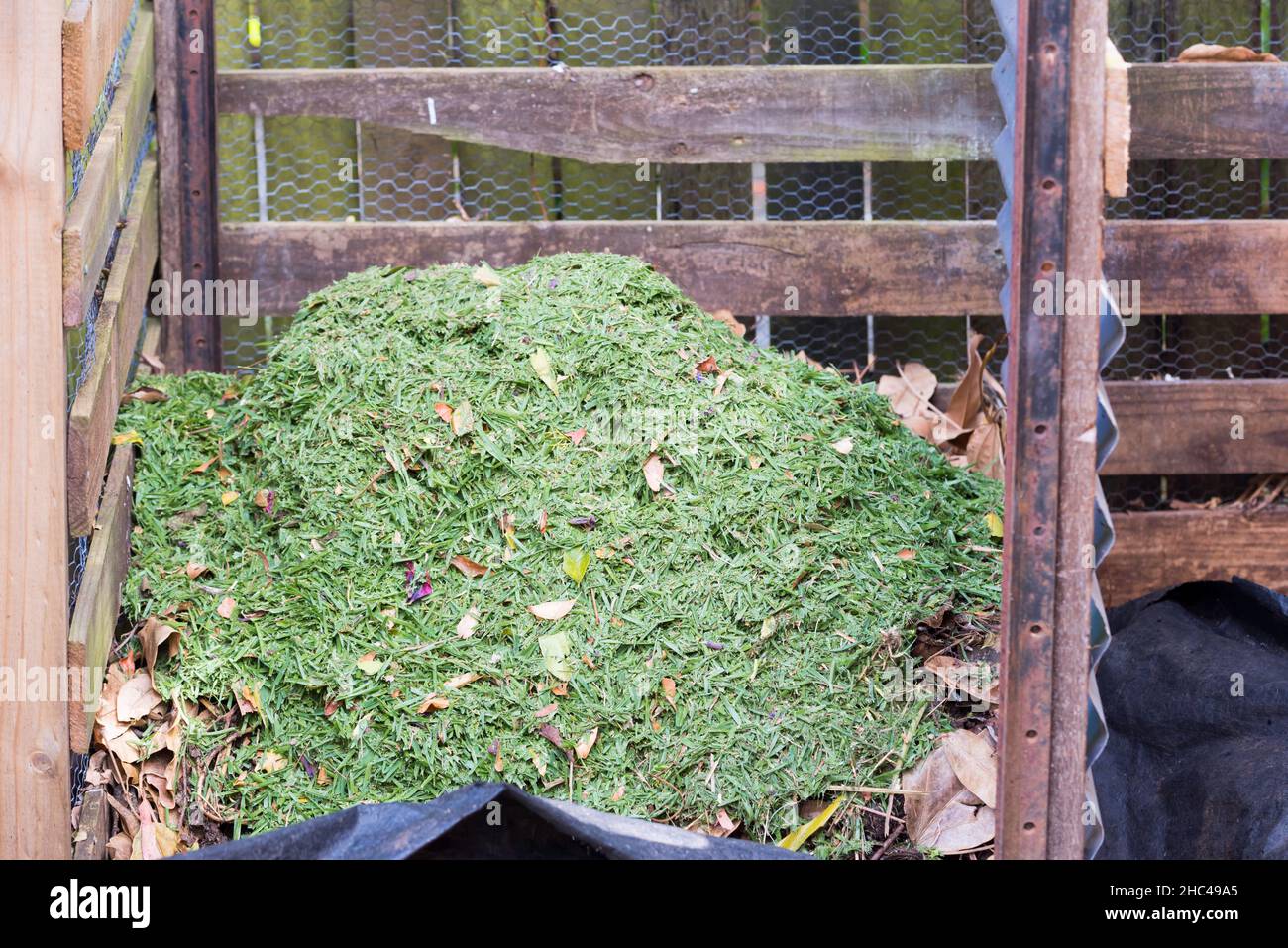 Herbe fraîchement coupée ajoutée à un grand tas de compost anaérobie (froid) domestique dans une cour à Sydney, Nouvelle-Galles du Sud, Australie Banque D'Images