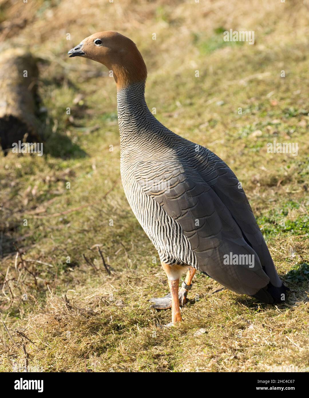 Single Ruddy à tête d'oie Chloephaga rubidiceps Wildfowl Trust Royaume-Uni Banque D'Images