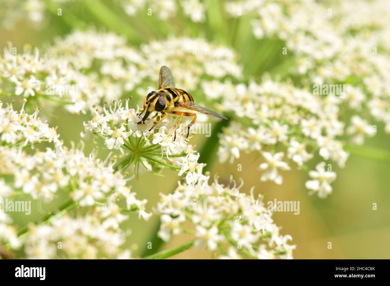 Gros plan d'une guêpe assise sur une fleur Banque D'Images