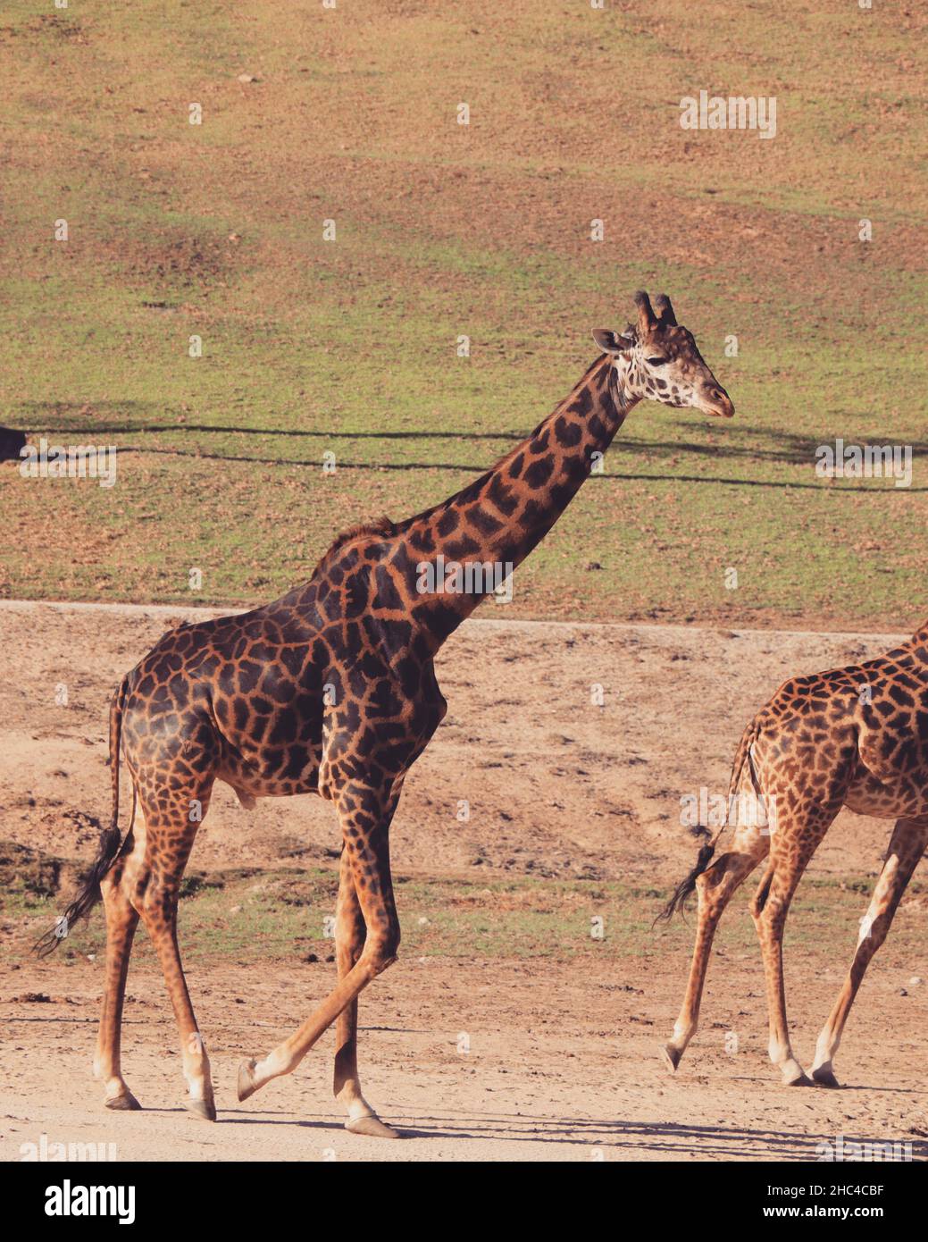 Plan vertical de girafes dans un paysage pendant la journée Banque D'Images