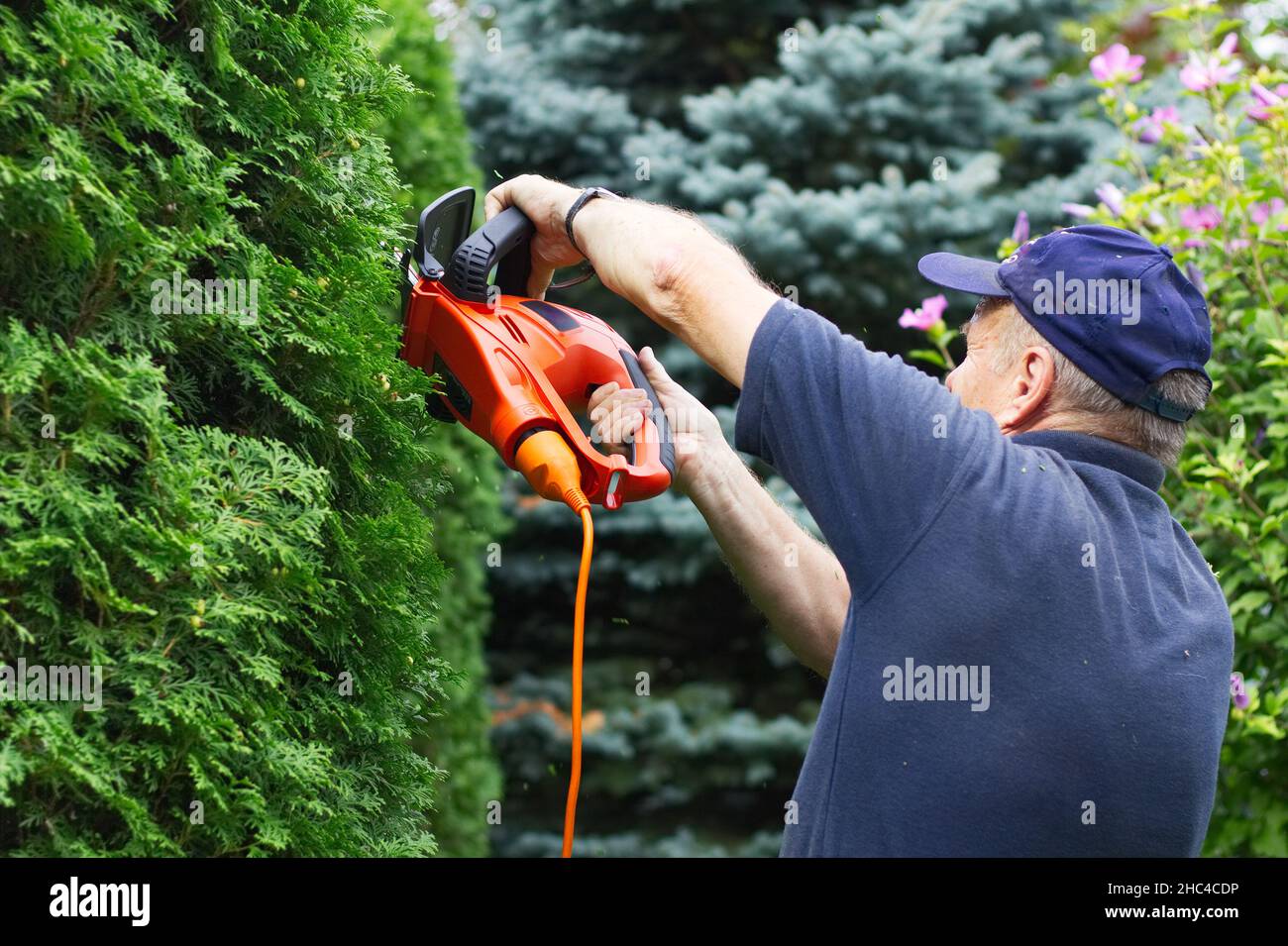 Vieux homme taille haie avec des ciseaux de jardin électriques, se  concentrer sur les mains Photo Stock - Alamy