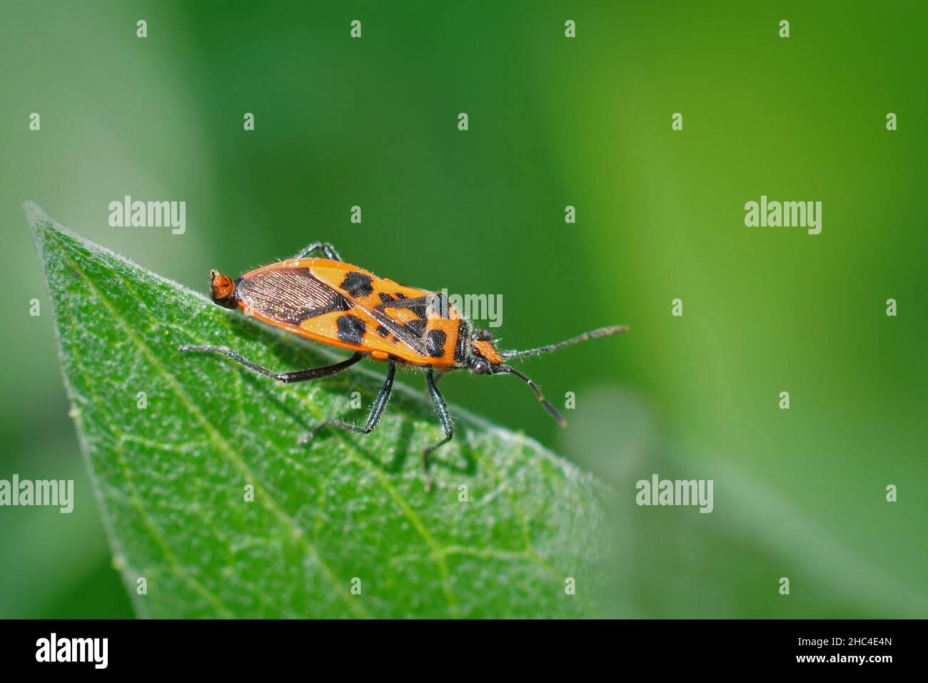 Gros plan d'un insecte rouge et coloré, le insecte cannelle, Corizus hyoscyami Banque D'Images