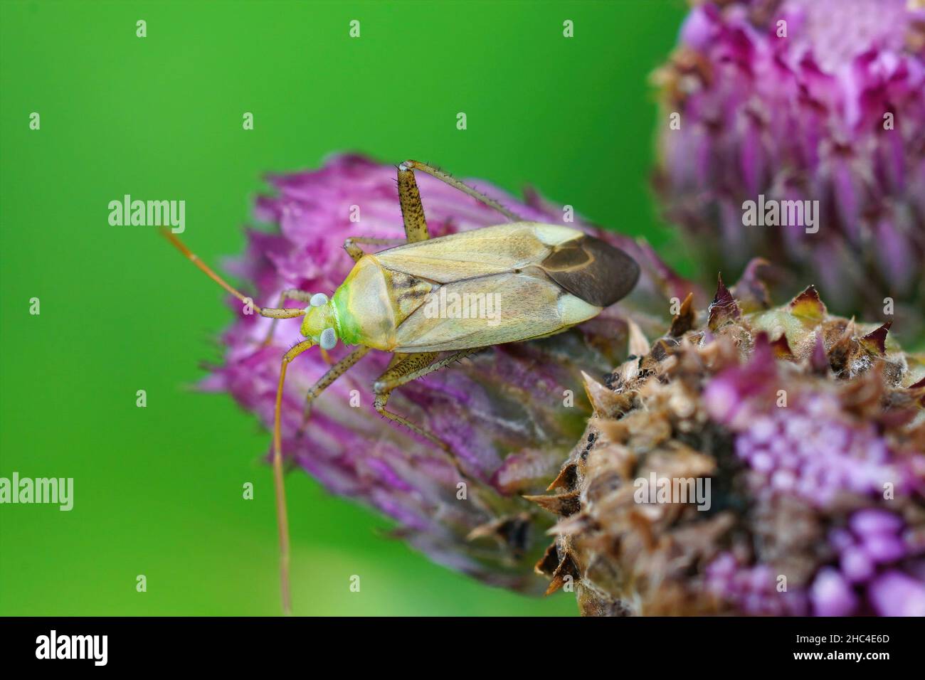 Gros plan sur la luzerne verte ou la plante de la luzerne , Adelphocoris lineolatus Banque D'Images
