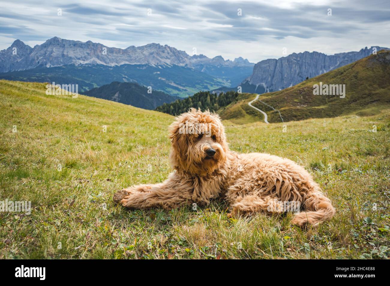 chien doré sur la prairie dans les dolomites Banque D'Images
