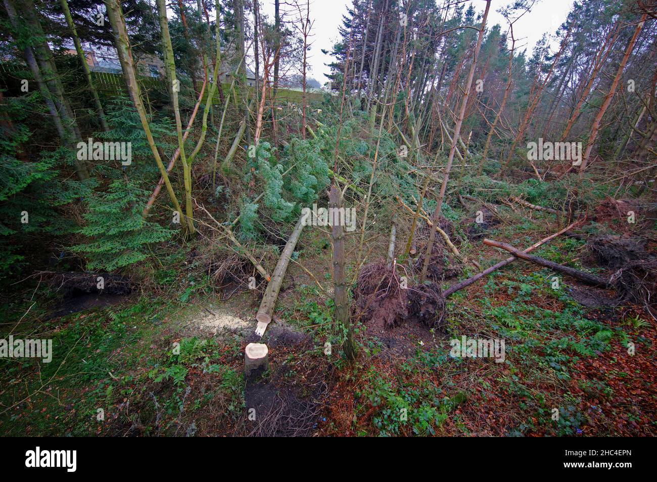 Dommages causés par la tempête.Frontières écossaises. Banque D'Images
