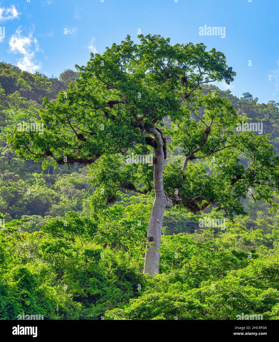 Paysages dans la réserve naturelle de Hanabanilla Cuba Banque D'Images