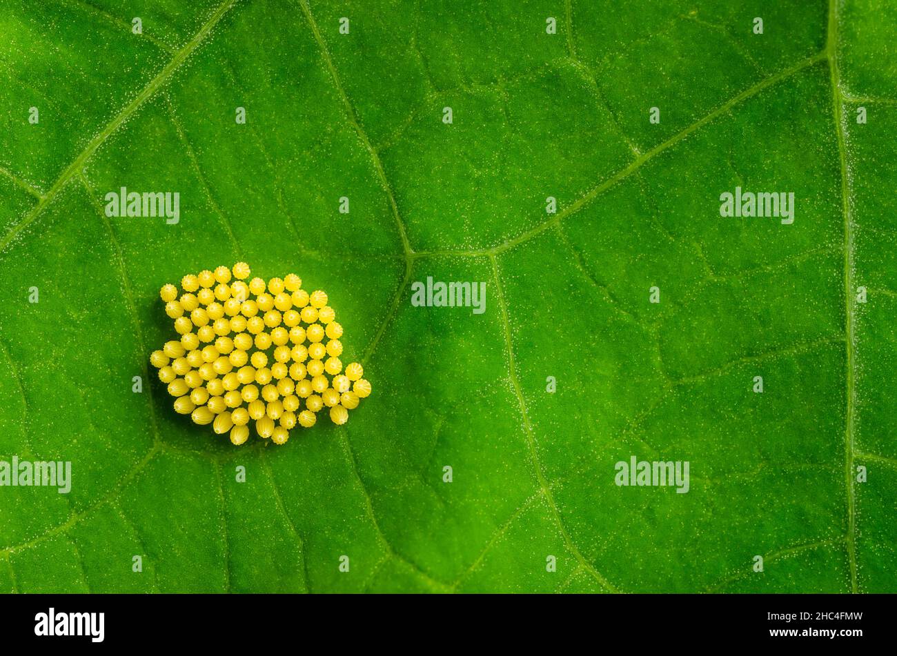 Petits oeufs de papillon blanc de chou sur une feuille verte, gros plan, par dessus.Œufs jaunâtres de Pieris rapae, connus sous le nom de petit papillon blanc ou de chou. Banque D'Images