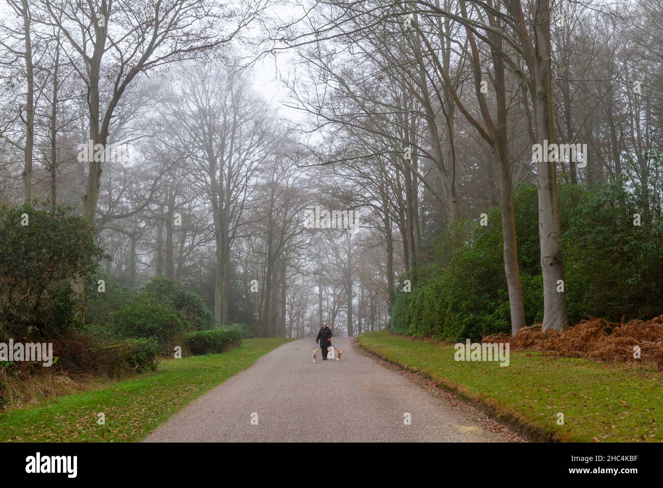 Une femme marchant ses chiens dans le parc Great Windsor lors d'une journée brumeuse, hiverne. Banque D'Images