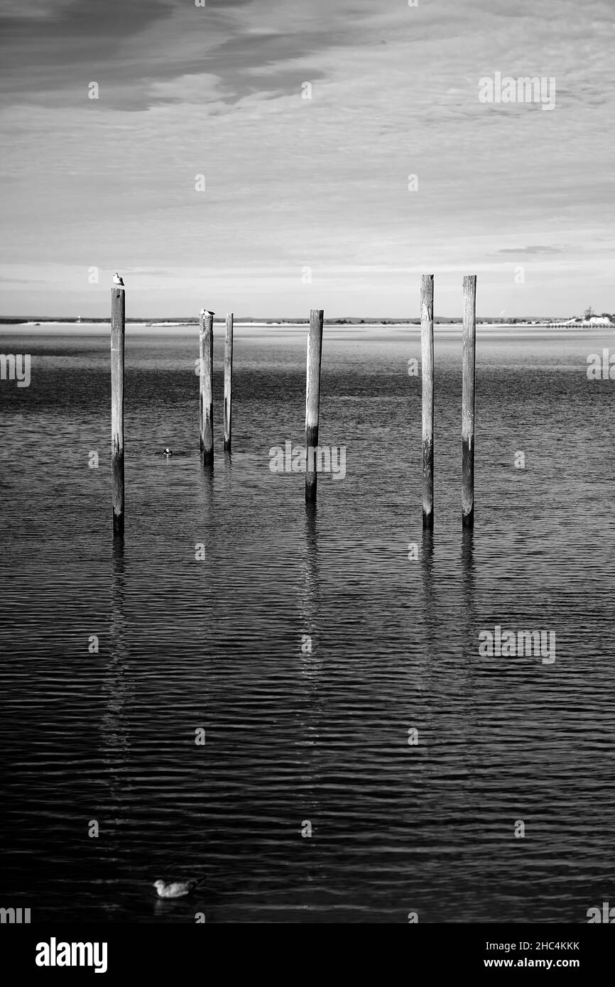 Prise de vue en niveaux de gris de grumes en bois dans la mer Banque D'Images