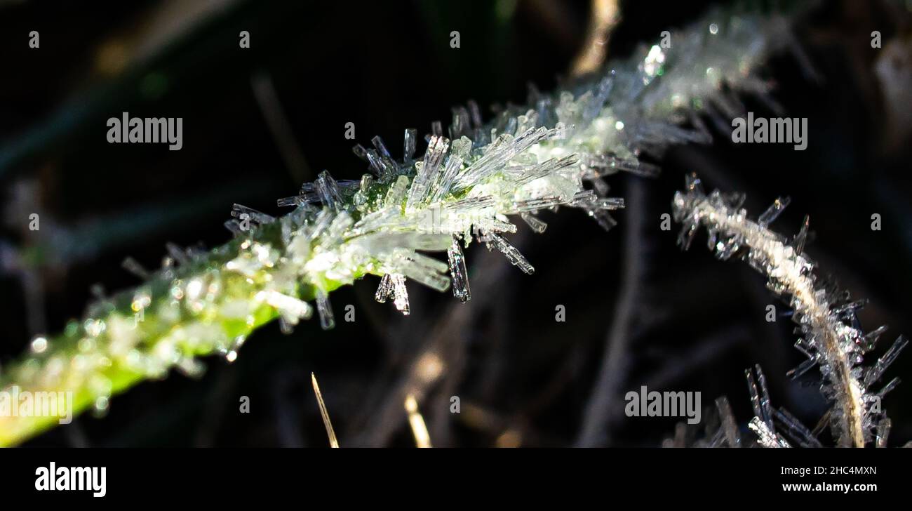 Gros plan du motif de glace sur l'usine. Banque D'Images