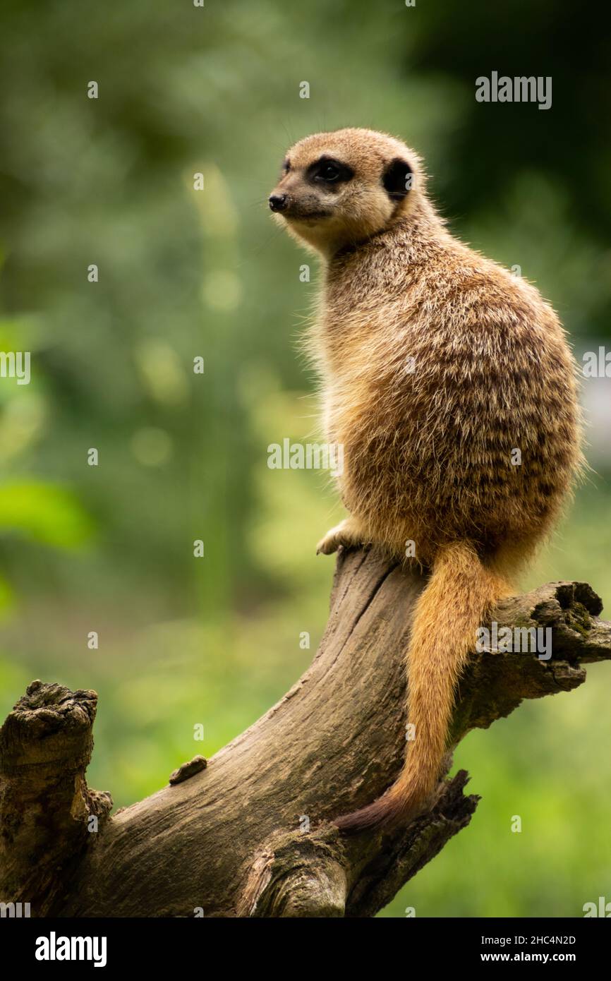 Plan vertical d'un meerkat assis sur une branche Banque D'Images