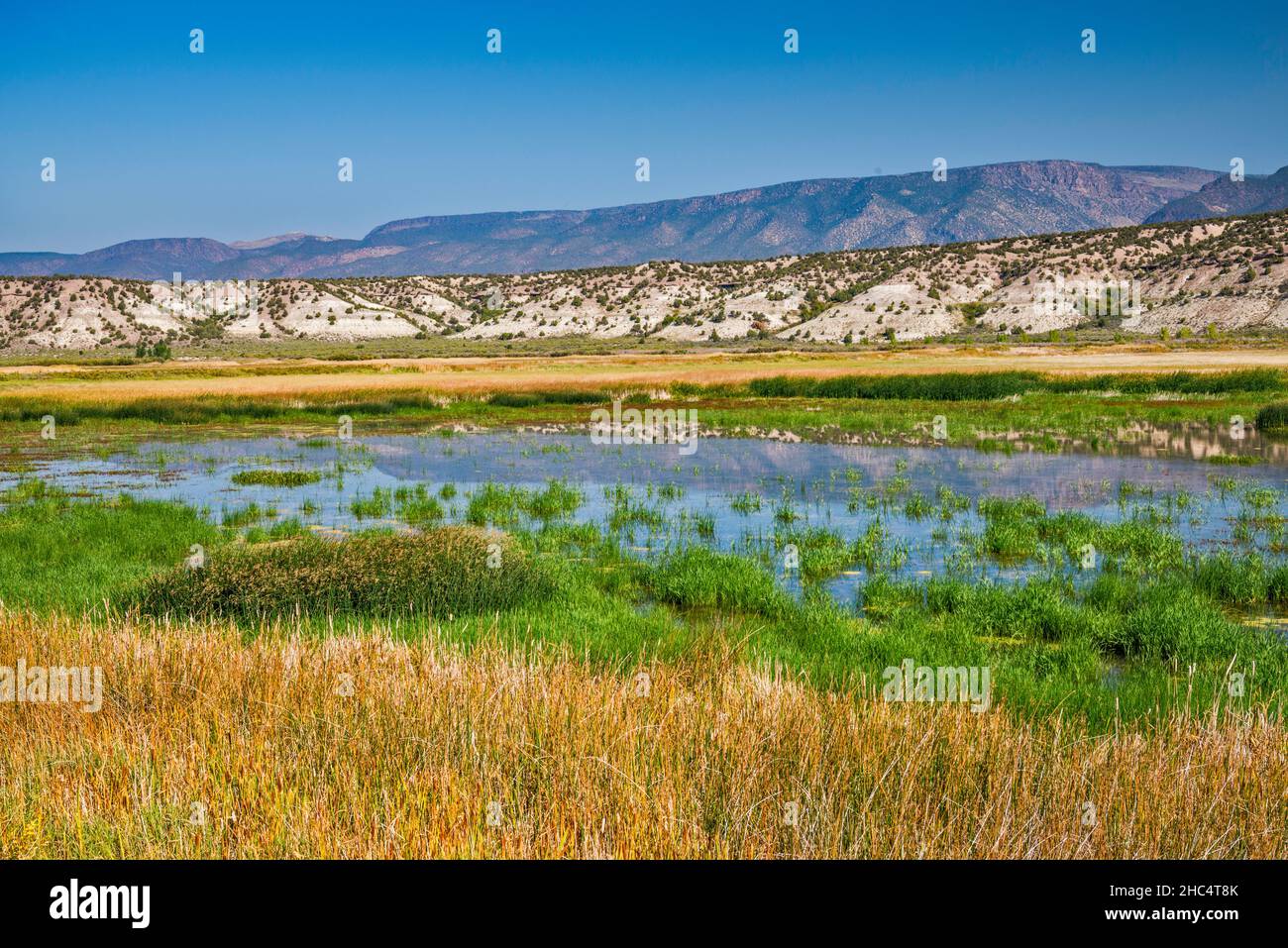 Zone de la sauvagine de Browns Park, zone de débordement de Green River, marais d'eau douce, montagnes O-Wi-Yu-Kuts à distance, Utah, États-Unis Banque D'Images