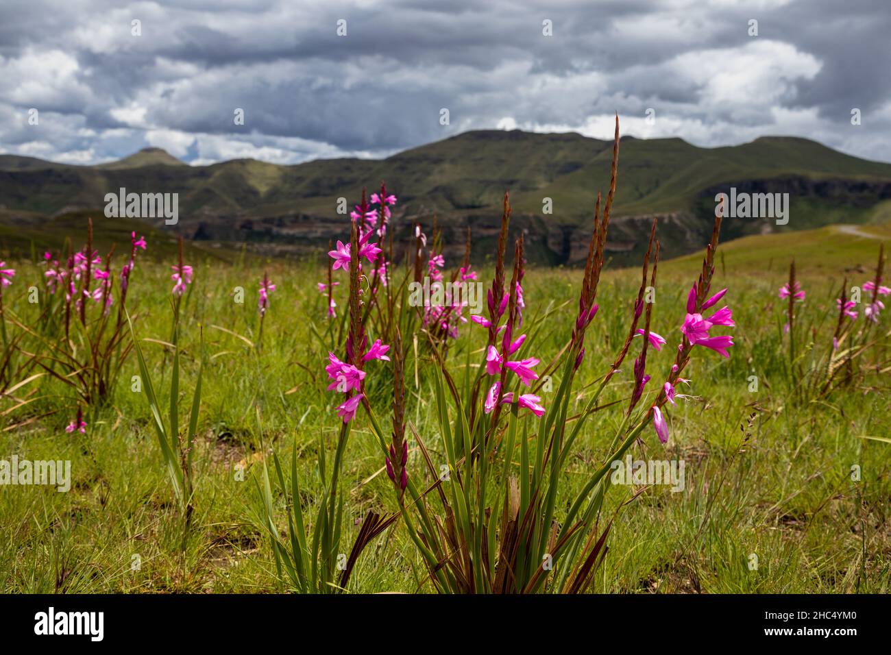 Accent sélectif sur les fleurs roses avec des montagnes et des nuages en arrière-plan Banque D'Images