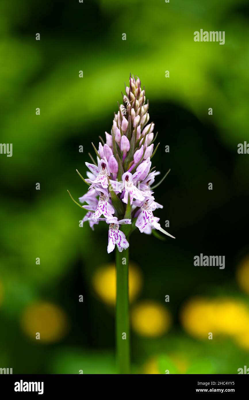 Un fourmis dans la fleur Banque D'Images