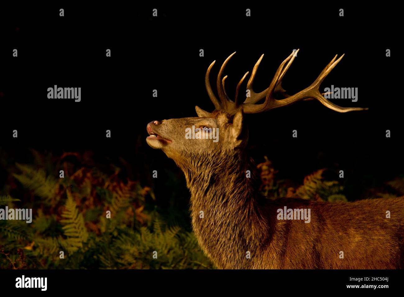 12 point cerf rouge stag (Cervus elaphus) dans toute sa gloire, en train de scinder l'air, a pris Richmond Park, Royaume-Uni, Banque D'Images