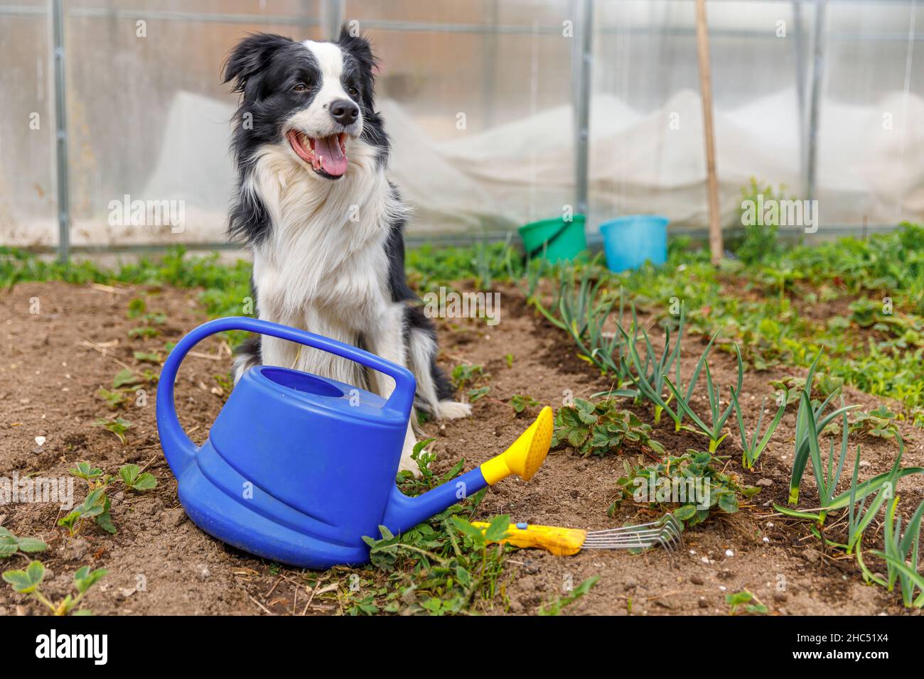 Portrait extérieur de joli sourire chien bordure collie avec arrosoir sur fond de jardin. Chiot drôle comme jardinier de récupération d'arrosage peut pour irrigatio Banque D'Images
