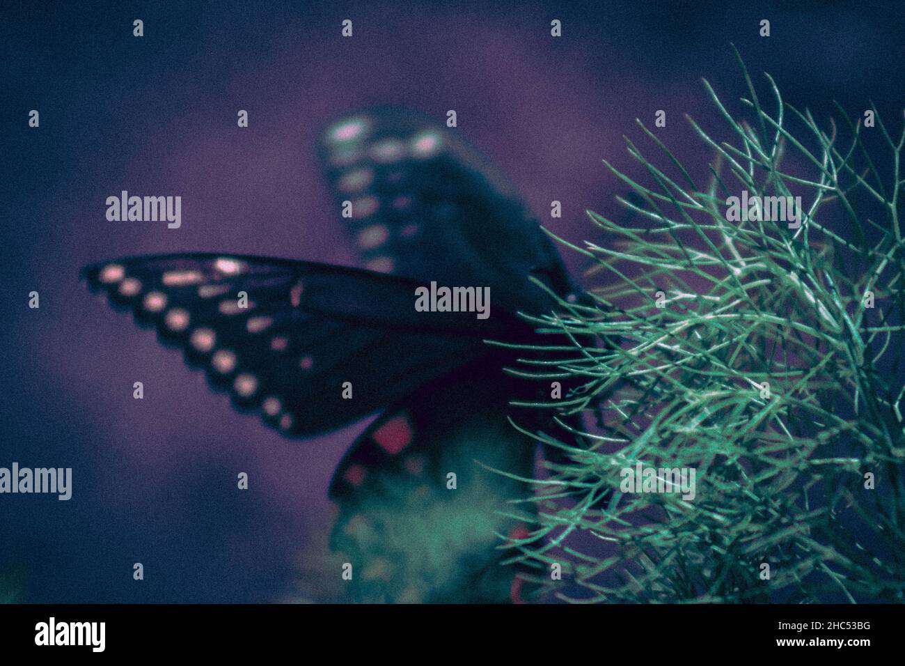 Gros plan des polyxenes de Papilio, connus sous le nom de queue noire, queue d'Amérique. Banque D'Images