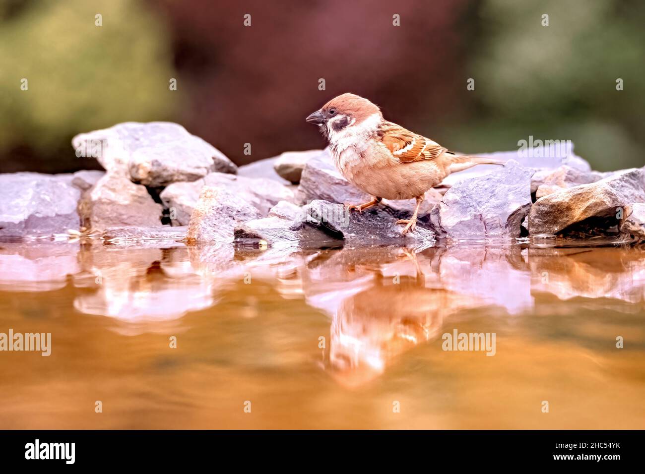 Un petit oiseau de jardin brun, le moineau d'un arbre eurasien, Passer montanus, se dresse sur des rochers au bord de la piscine Banque D'Images
