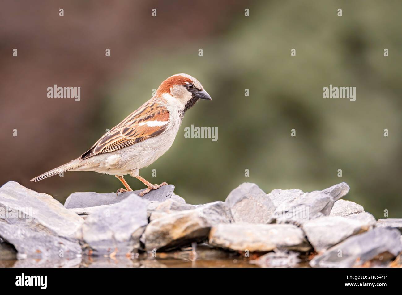 Un petit oiseau de jardin brun, Bruant de maison, Passer domesticus, se dresse sur des pierres au bord de la piscine Banque D'Images