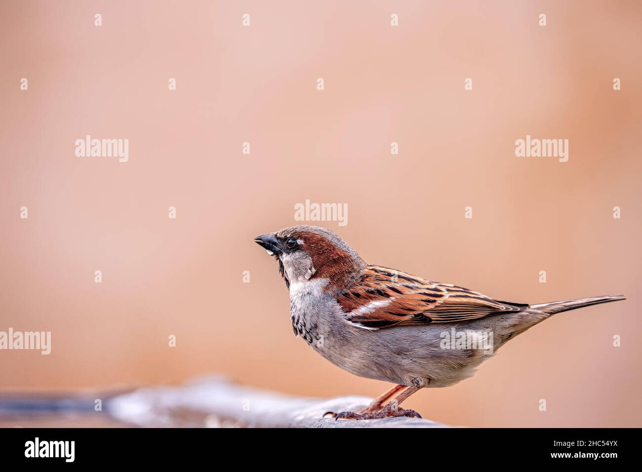 Maison Sparrow, Erave d'arbre eurasien, Passer montanus, un petit oiseau de jardin brun assis au bord de l'eau et tenant une goutte d'eau sur son bec Banque D'Images