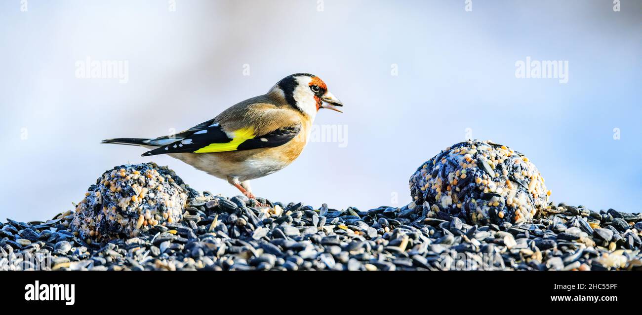 Orfèvres européens, Carduelis carduelis, joli petit oiseau coloré assis à Noël manger et regarder les environs Banque D'Images