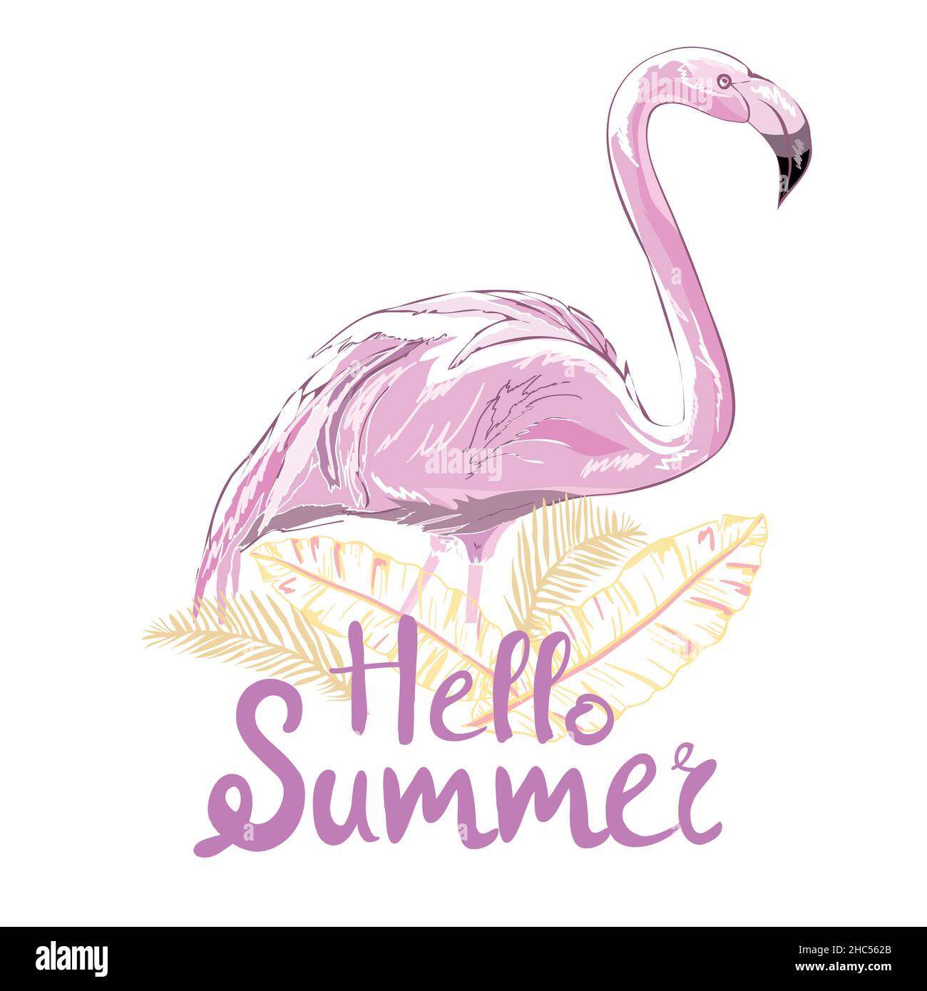 Flamant rose vector illustration Illustration de Vecteur