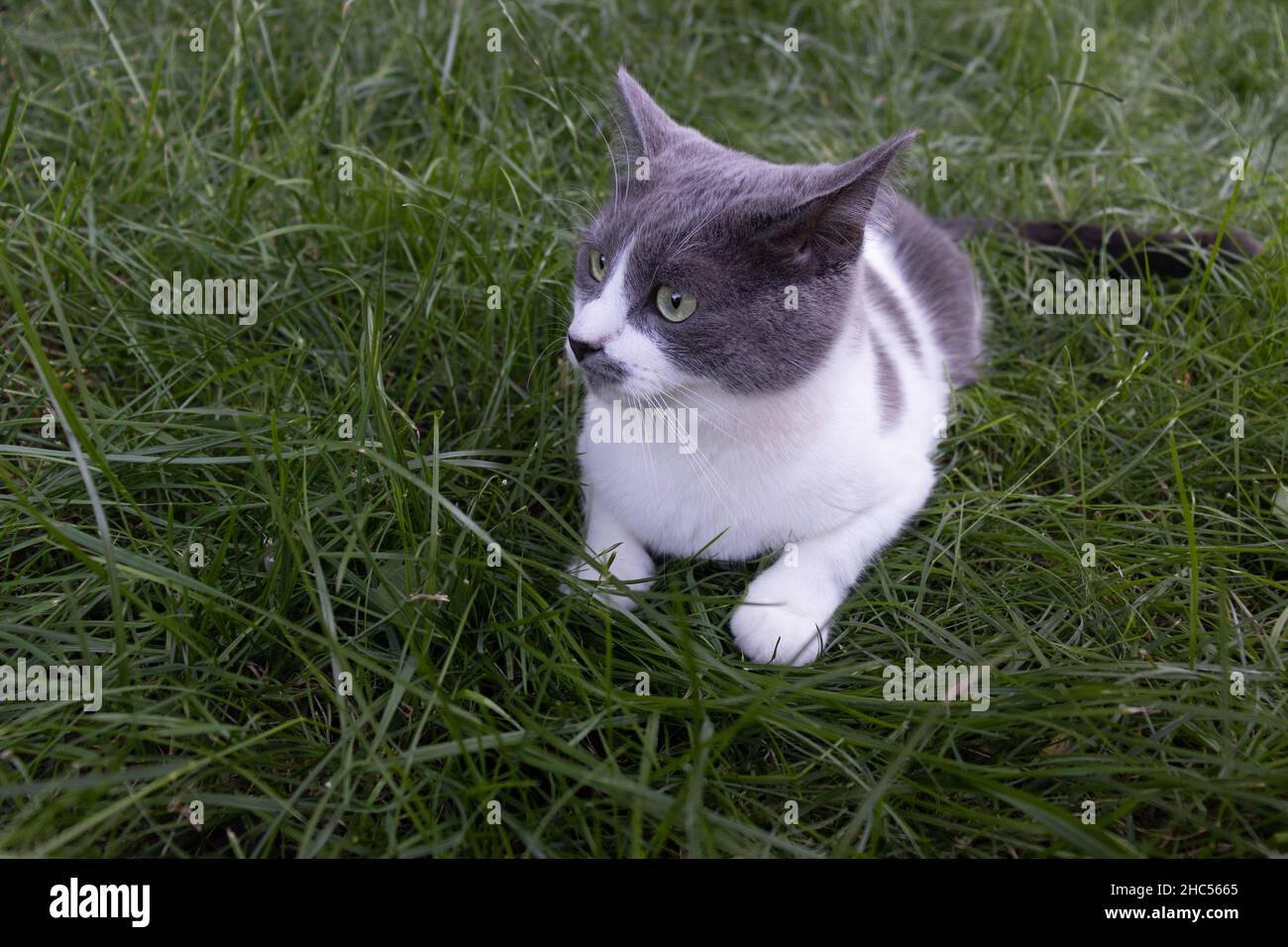 Portrait d'un chat surpris allongé dans l'herbe verte. Chat domestique extérieur. Banque D'Images