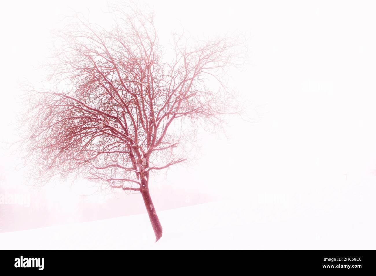 L'hiver Banque D'Images