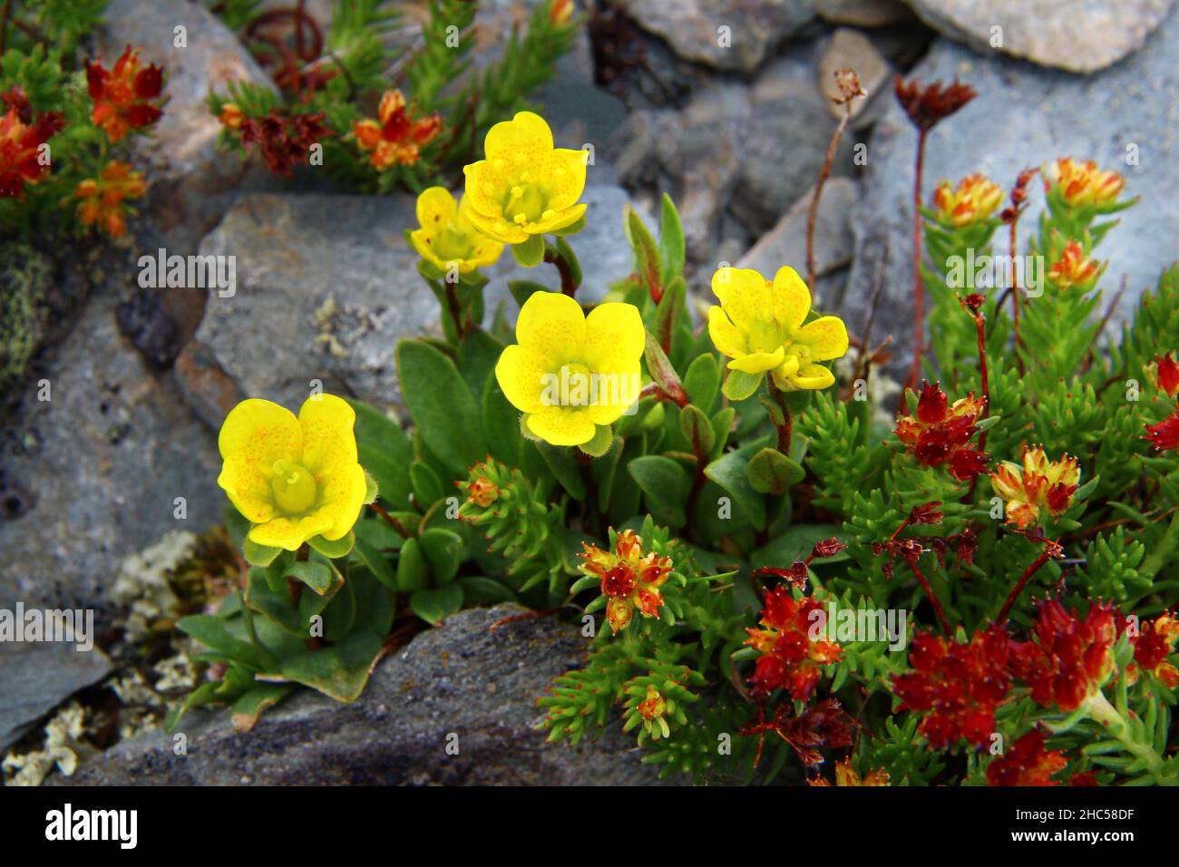 Fleurs sauvages jaunes et rouges sur des pierres grises dans les montagnes Banque D'Images