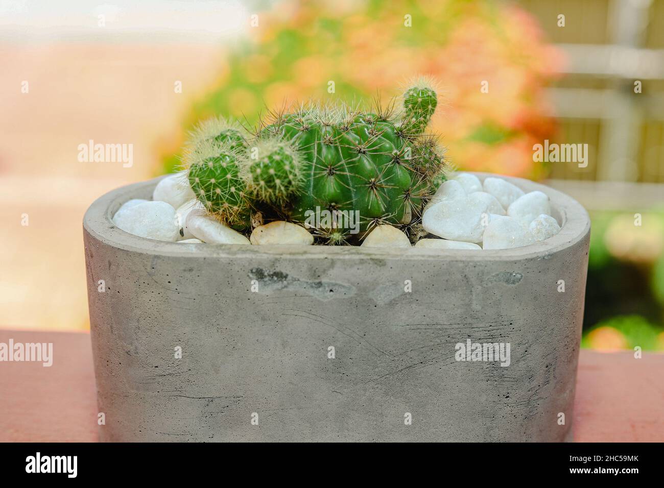 Gros plan d'un cactus dans un pot de pierre entouré de rochers sur un fond flou Banque D'Images