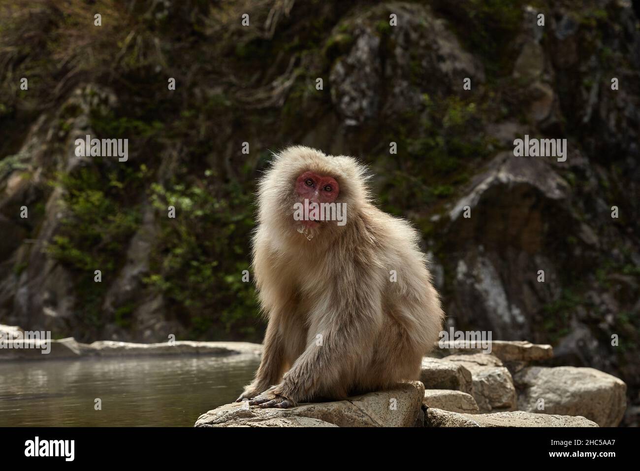 Macaque japonaise ou singe de neige se détendre près des sources chaudes dans le Parc des singes Jigokudani, Nagano, Japon. Banque D'Images