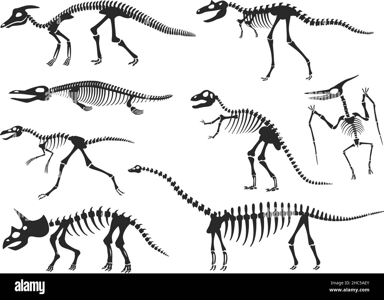 Silhouette du squelette des dinosaures, diplodocus, velociraptor, os ptérodactyles.Fossiles de dinosaures préhistoriques, ensemble de vecteurs de squelettes d'animaux anciens.Créatur Illustration de Vecteur