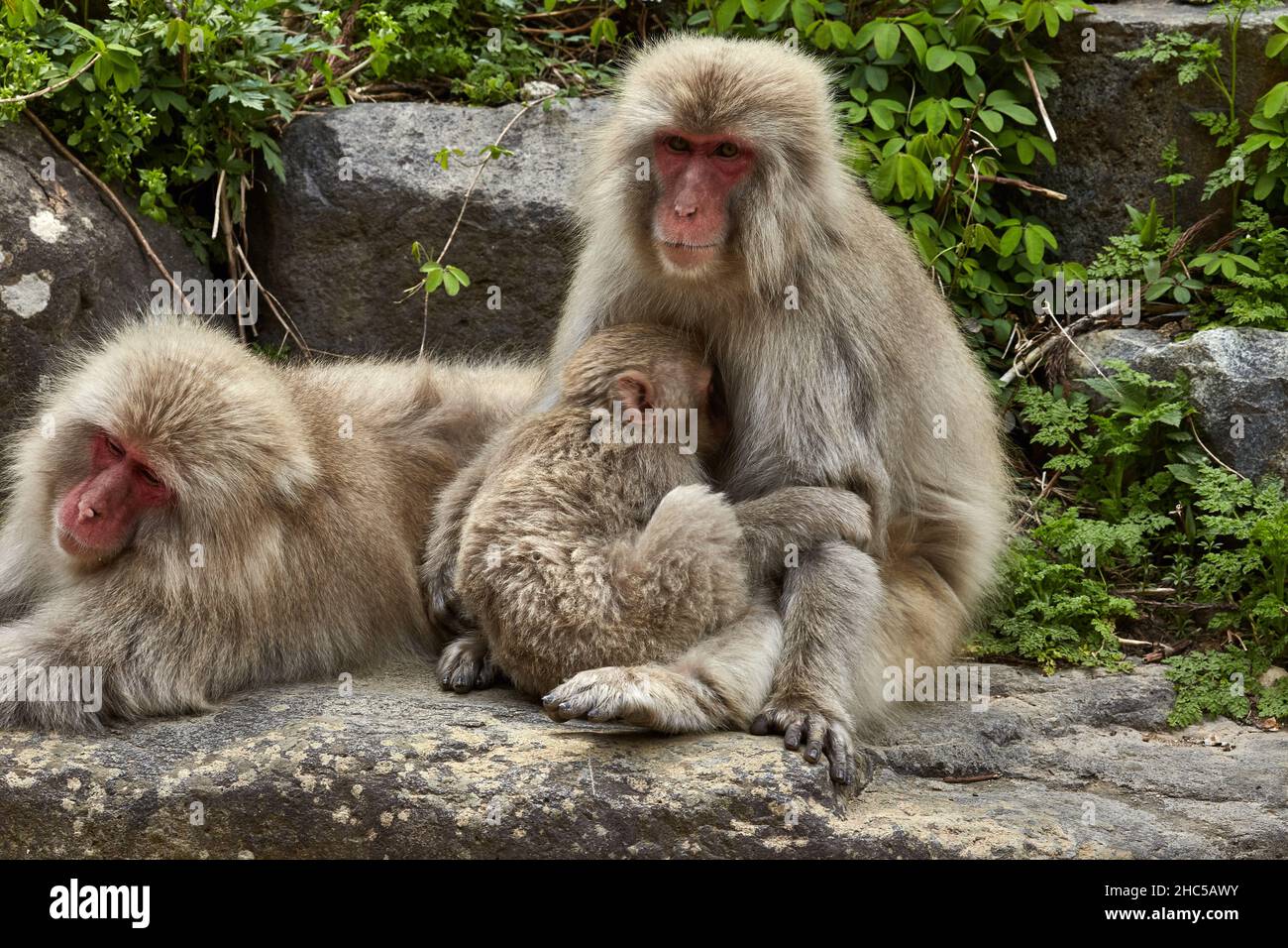 Charmante famille de singes à neige se détendant sur la grande pierre dans le parc des singes de Jigokudani au Japon en avril, station Yudanaka, préfecture de Nagano. Banque D'Images