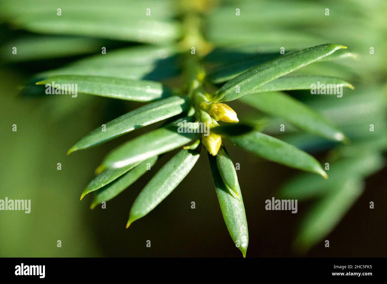 Gros plan de Taxus baccata. Feuilles de yew anglais. Mise au point sélectionnée. Banque D'Images